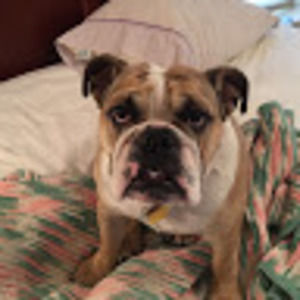 Meet your Posher, Violet